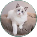 CAT SUPPLEMENTS