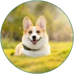 DOG SUPPLEMENTS