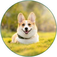 best dog supplements