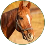 HORSE SUPPLEMENTS