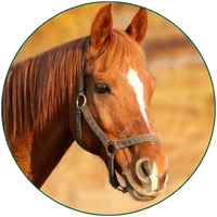 horse supplements